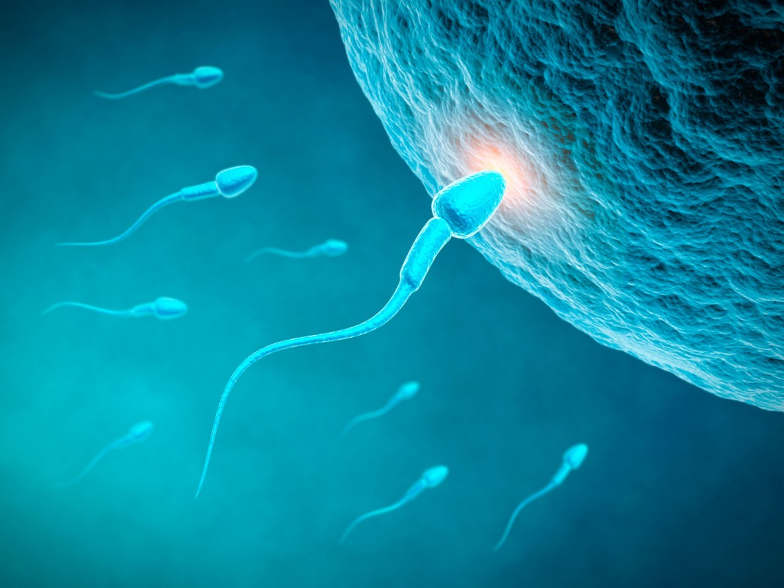How soon will alcohol affect sperm